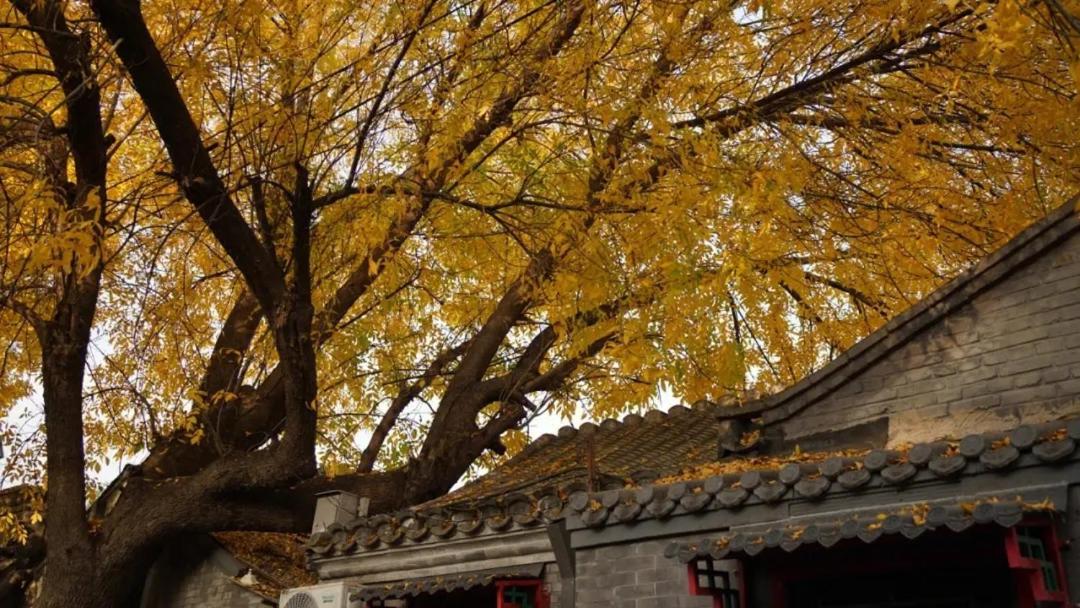 The East Hotel-Very Close To The Drum Tower,The Lama Temple,Houhai Bar Street,And The Forbidden City,There Are Many Old Beijing Traditional Hutongs Around The Hotel ,Experience The Culture Of Old Beijing Hutongs,Near Exit A Of Shichahai On Metro Line Exteriör bild